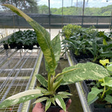 Philodendron Ring of Fire Variegated