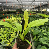 Philodendron 'Ring of Fire Gold'