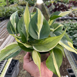 Philodendron 'Silver Stripe'