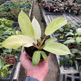 Philodendron 'Snowdrift'