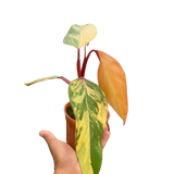 Philodendron 'Strawberry Shake'
