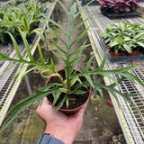 Philodendron 'Tortum'