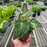 Philodendron 'Verrucosum'