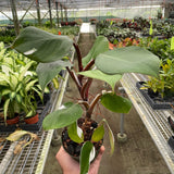 Philodendron 'White Knight'