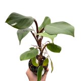Philodendron 'White Knight'