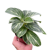 Philodendron White Measure