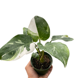 Philodendron 'White Princess'