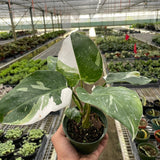 Philodendron 'White Princess'