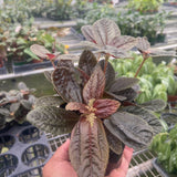 Pilea 'Chocolate'