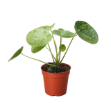 Pilea 'Mojito'
