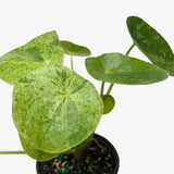 Pilea 'Mojito'