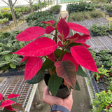 Poinsettia 'Red'