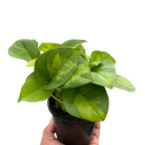 Pothos 'Global Green'