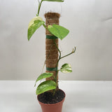 Pothos Jade Satin Albo