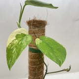 Pothos Jade Satin Albo
