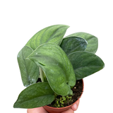 Pothos Jade Satin