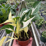Pothos 'Mutant Manjula'