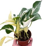 Pothos 'Mutant Manjula'
