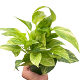 Pothos 'Neon Queen'