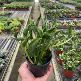 Pothos 'Shangri La'