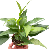 Pothos Skeleton Key