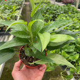 Pothos Skeleton Key