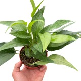 Pothos Skeleton Key