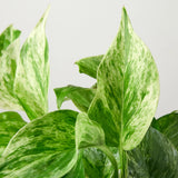Pothos 'Reina del Mármol' 