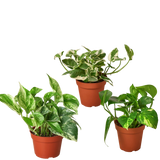 3 Pothos Variety Pack / 4" Pot / Live Plant / Home and Garden Plants