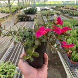 Purslane