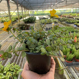 Purslane