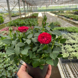 Mini Rose Bush