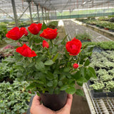 Mini Rose Bush