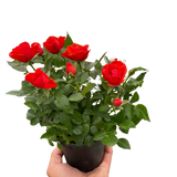 Mini Rose Bush