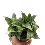 Schismatoglottis 'Thailand'
