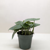 Scindapsus Platinum Java 