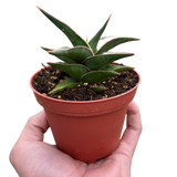Snake 'Lavranos'