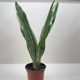 Snake Plant 'Sayuri'