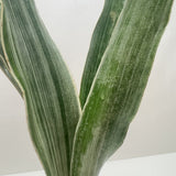 Snake Plant 'Sayuri'