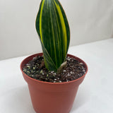 Variegated Shark Fin Snake Plant