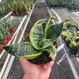Snake Plant Twist