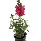 SnapDragon