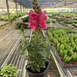 SnapDragon