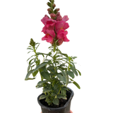 SnapDragon