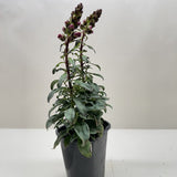SnapDragon
