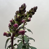 SnapDragon