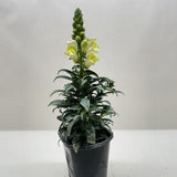 SnapDragon