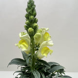 SnapDragon