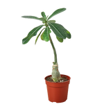 1 Succulent Monthly Subscription Box