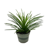 Succulent Agave Twin Flower